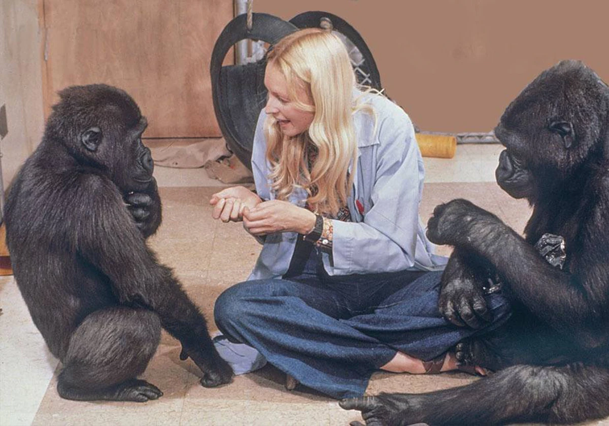La doctora Francine Patterson fue la primera en enseñar a Koko, una hembra de gorila, a expresarse en el lenguaje de signos