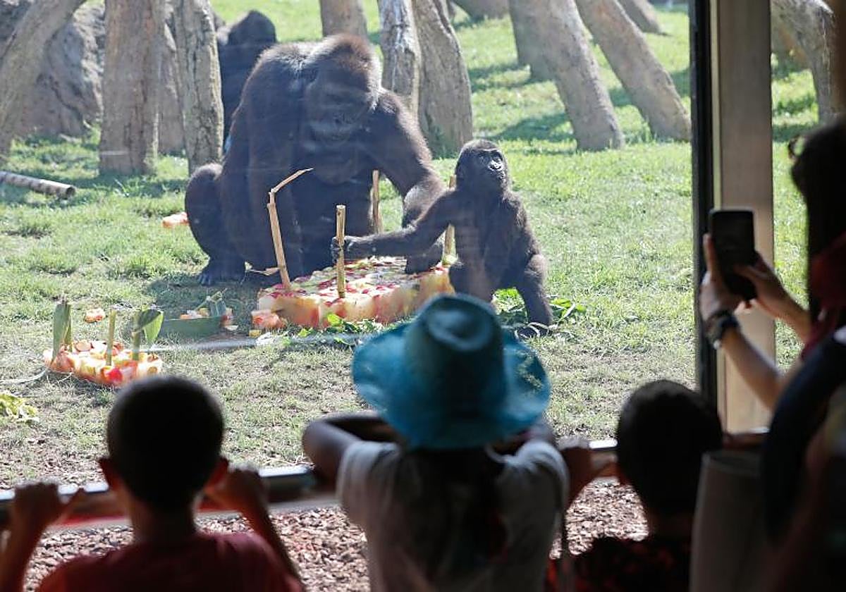 Una gorila de dos años junto a su madre en el Bioparc de Valencia