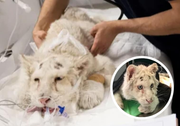 Luchan por salvar al cachorro de tigre blanco abandonado en un contenedor de Atenas