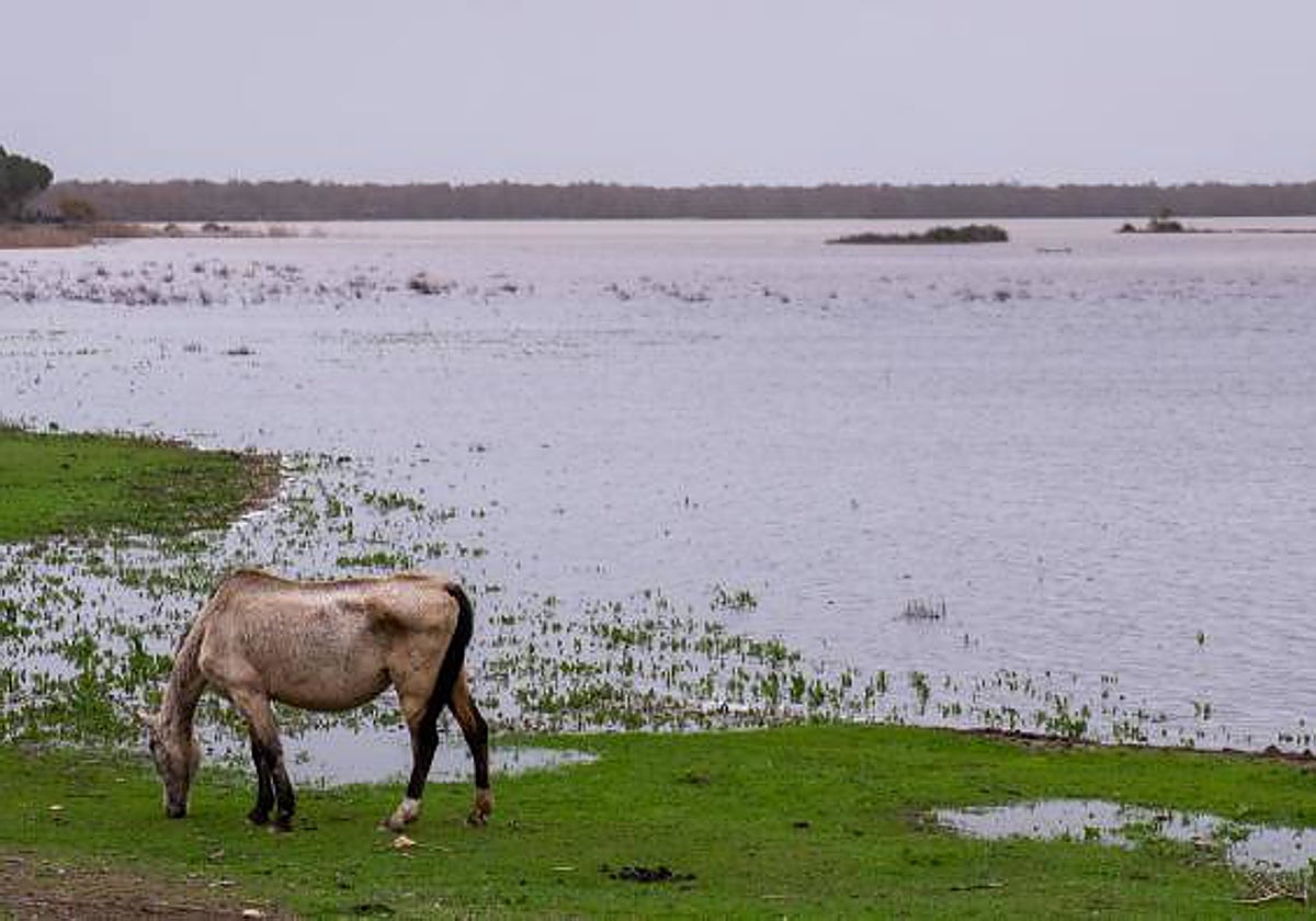 Marismas en El Rocío (Huelva), parte del Parque Nacional de Doñana