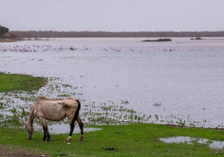 Bruselas denunciará a España en un mes si no comienza a proteger el humedal de Doñana