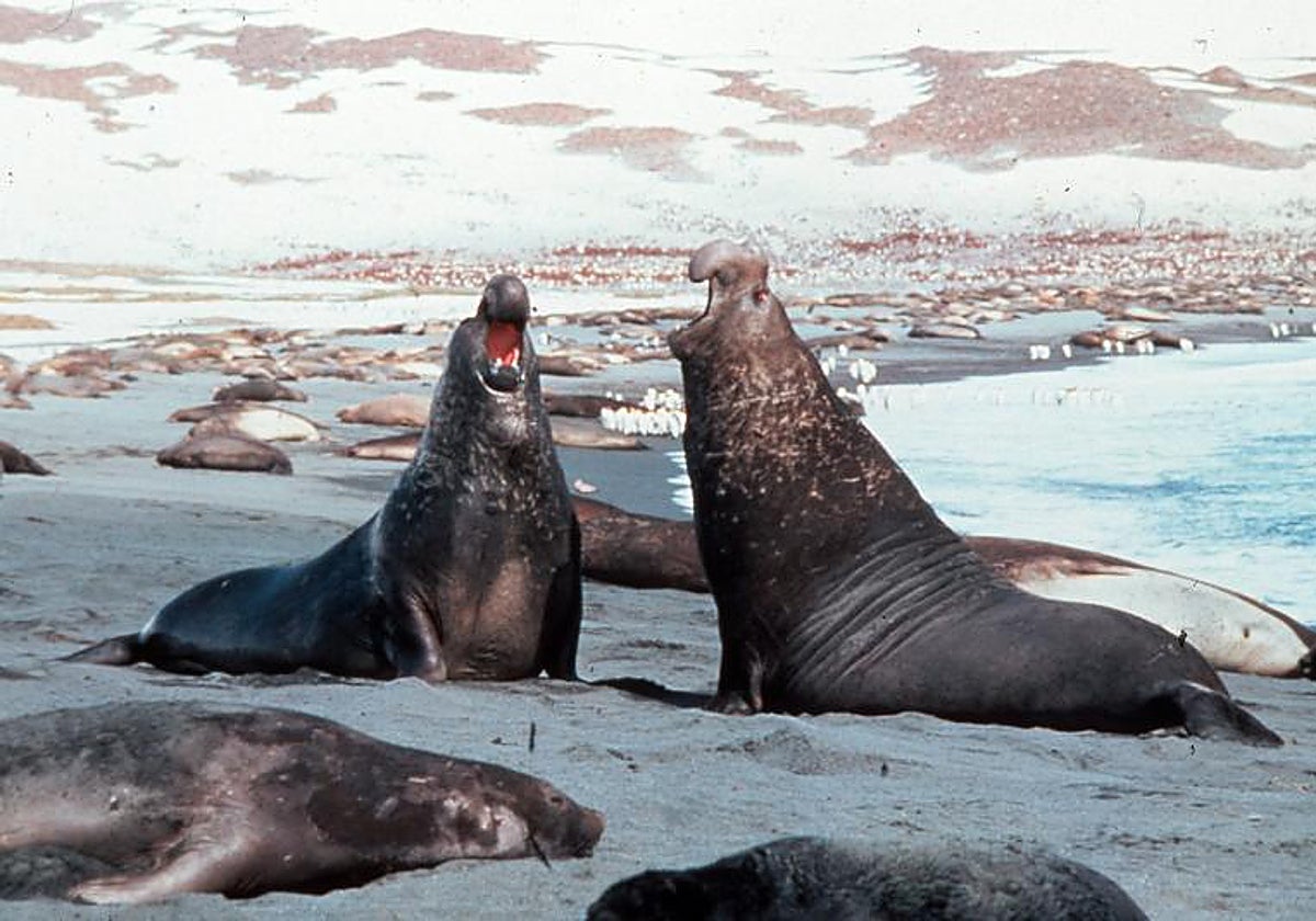 Elefantes marinos machos