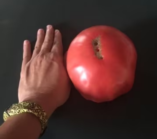 Los tomates de Gorby pueden llegar a crecer hasta tener el tamaño de una mano