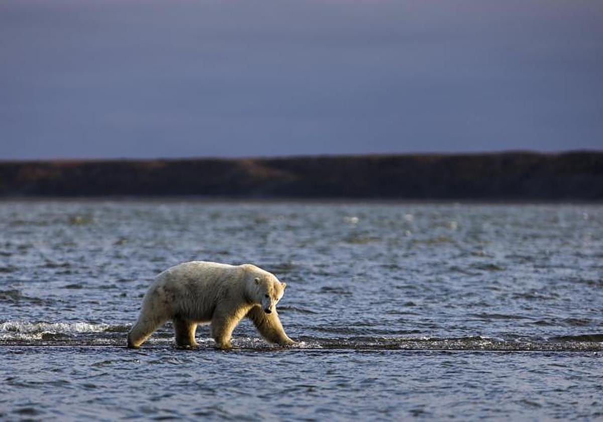 El aumento de las temperaturas a nivel global tiene un efecto devastador en las formaciones de hielo del Ártico