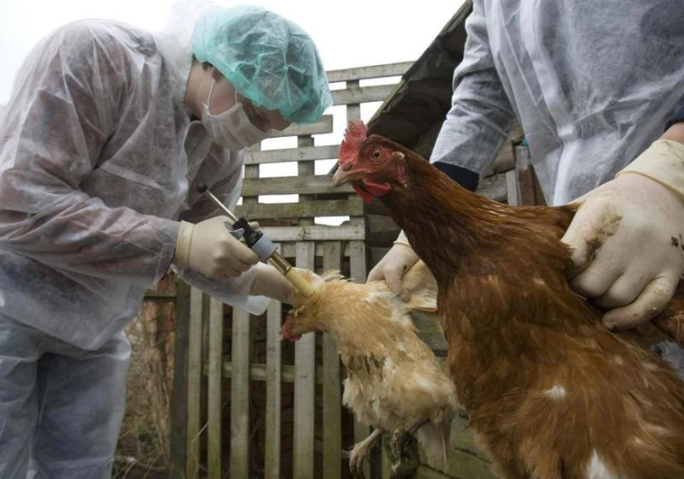 La OMS confirma el fallecimiento de la persona infectada por la variante H3N8 de la gripe aviar en China