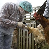 La OMS confirma el fallecimiento de la persona infectada por la variante H3N8 de la gripe aviar en China