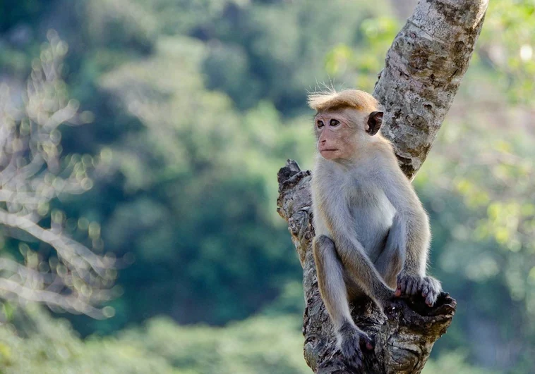 ¿Por qué China quiere 100.000 monos en peligro de extinción? Sri Lanka se los pretende vender para rebajar su deuda