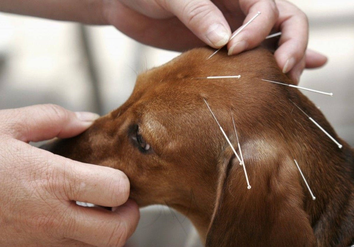 El tratamiento de la acupuntura también se realiza en animales
