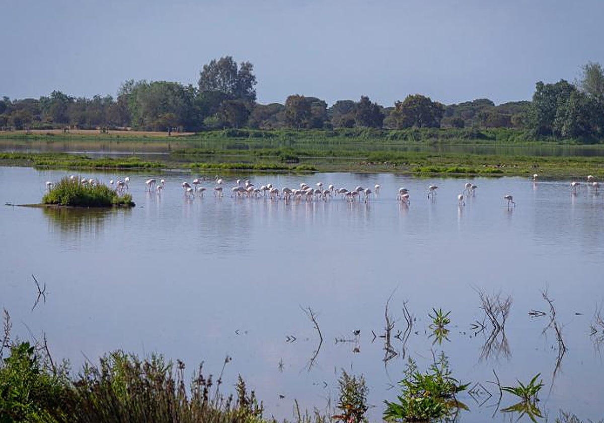 Flamencos en el parque nacional