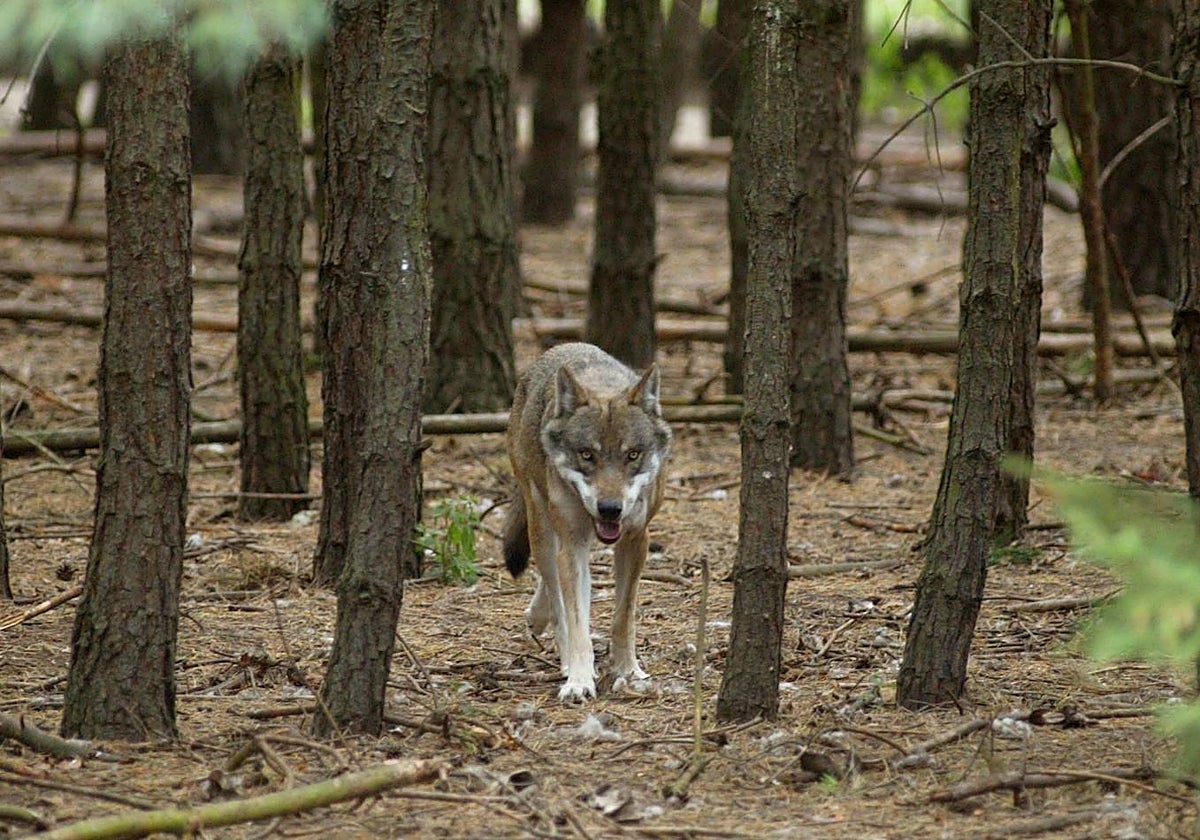 Un lobo en un parque de Alemania