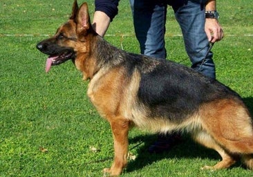 ¿Artrosis? No confundir como signo «normal» de envejecimiento en mascotas