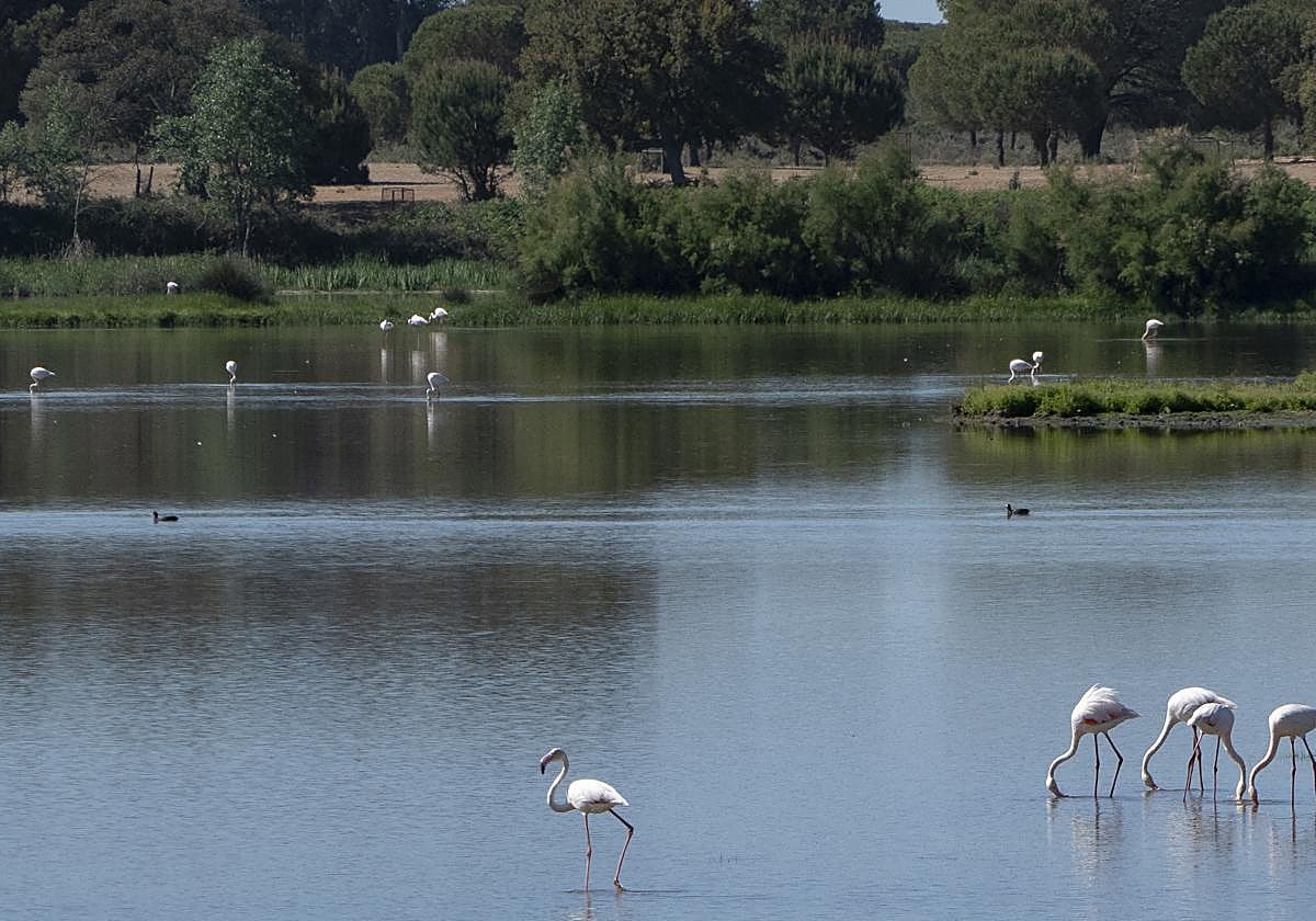 Flamencos en el Parque Nacional de Doñana