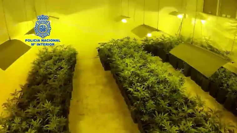 Desarticulada una organización criminal dedicada al tráfico de drogas y de alta peligrosidad