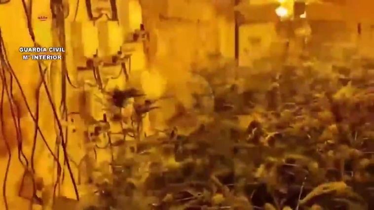 Desmantelada en la provincia de Cáceres una plantación de marihuna con 286 plantas
