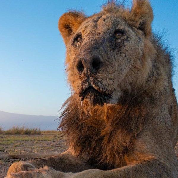 Miembros de una tribu masái matan al león en libertad más viejo de África