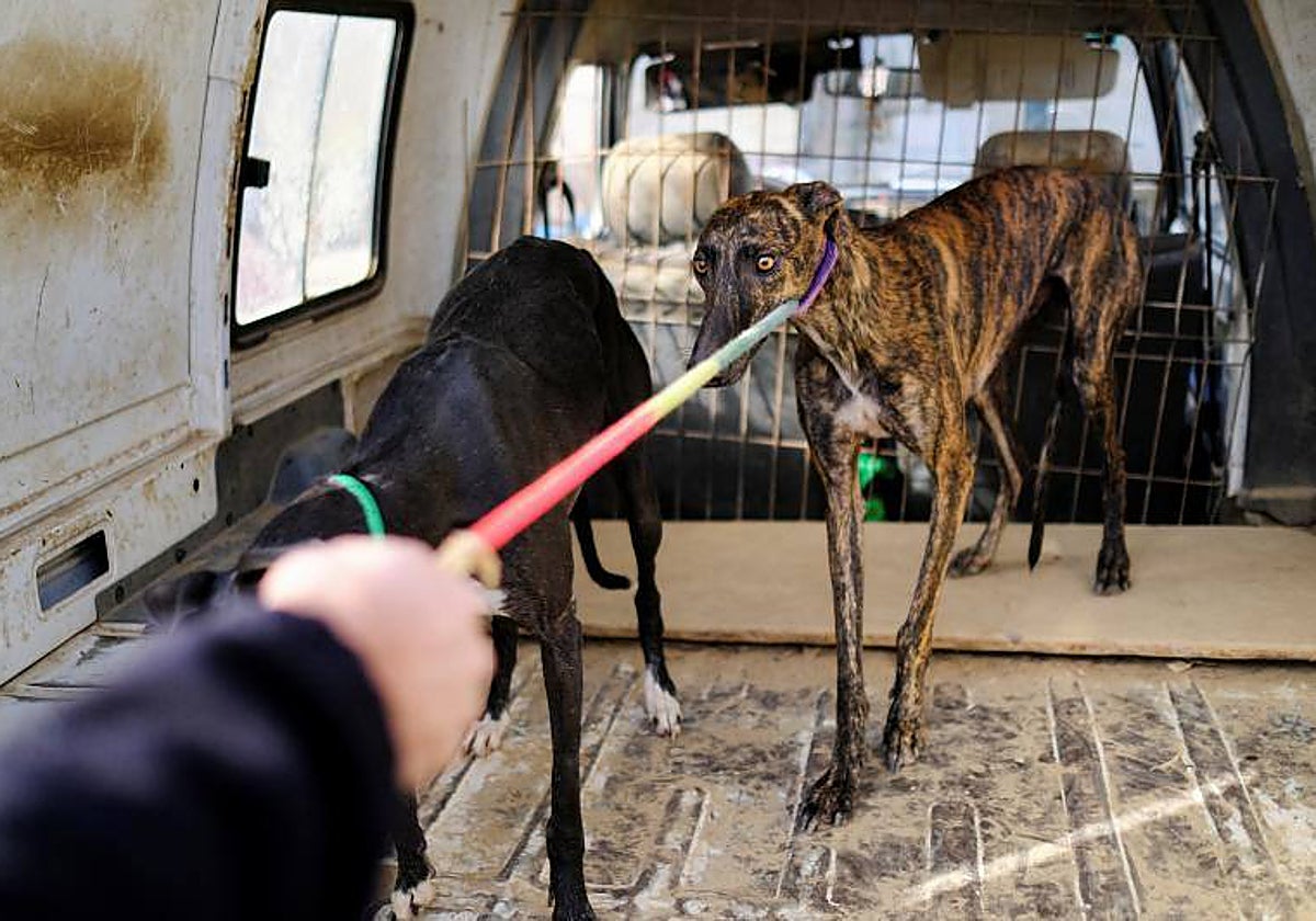 La nueva ley quiere proteger a los animales