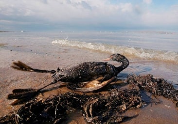 Más de un millón de especies en peligro y la biodiversidad deteriorada: así ha influido la humanidad en el medio ambiente