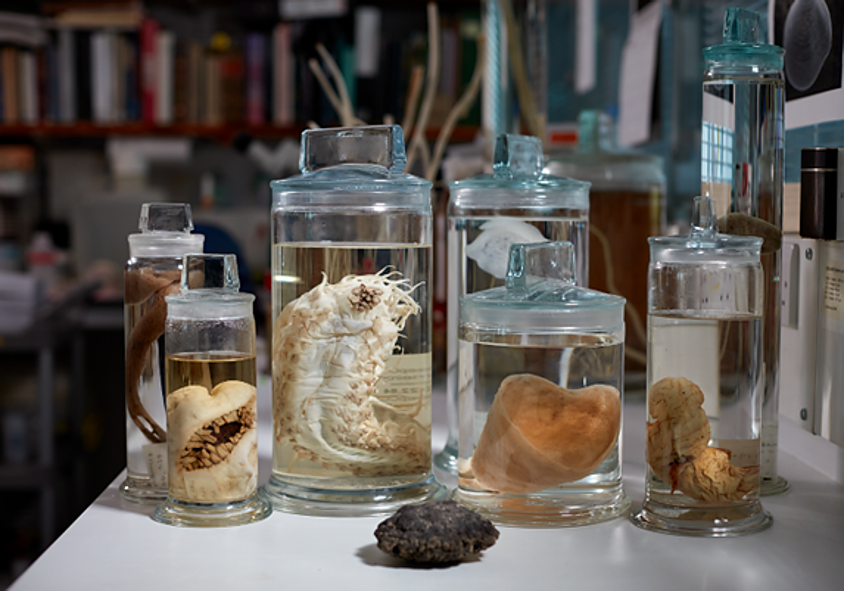 Hallan el Pacífico al menos 5.000 nuevas especies en la zona de mayor interés para la minería submarina