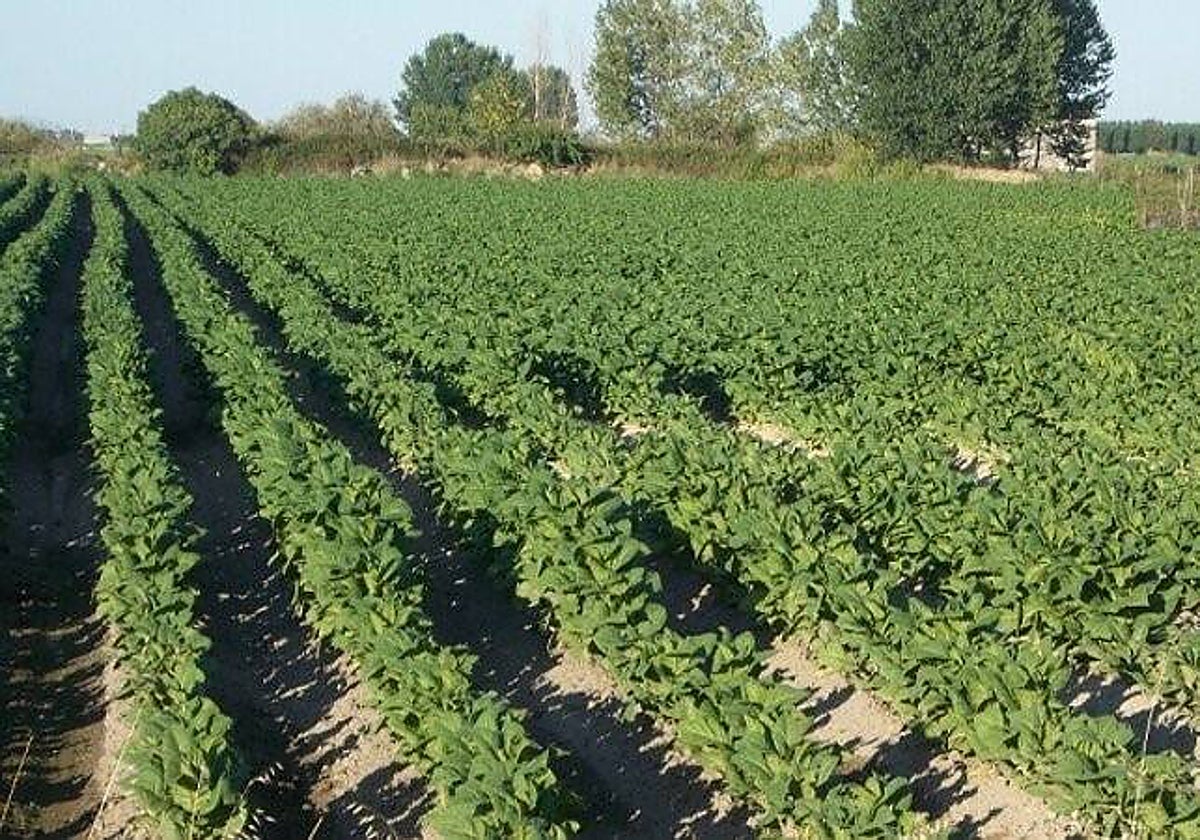 Imagen de archivo de una plantación de tabaco en Extremadura