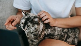 Los cinco pasos para que un gato sea feliz