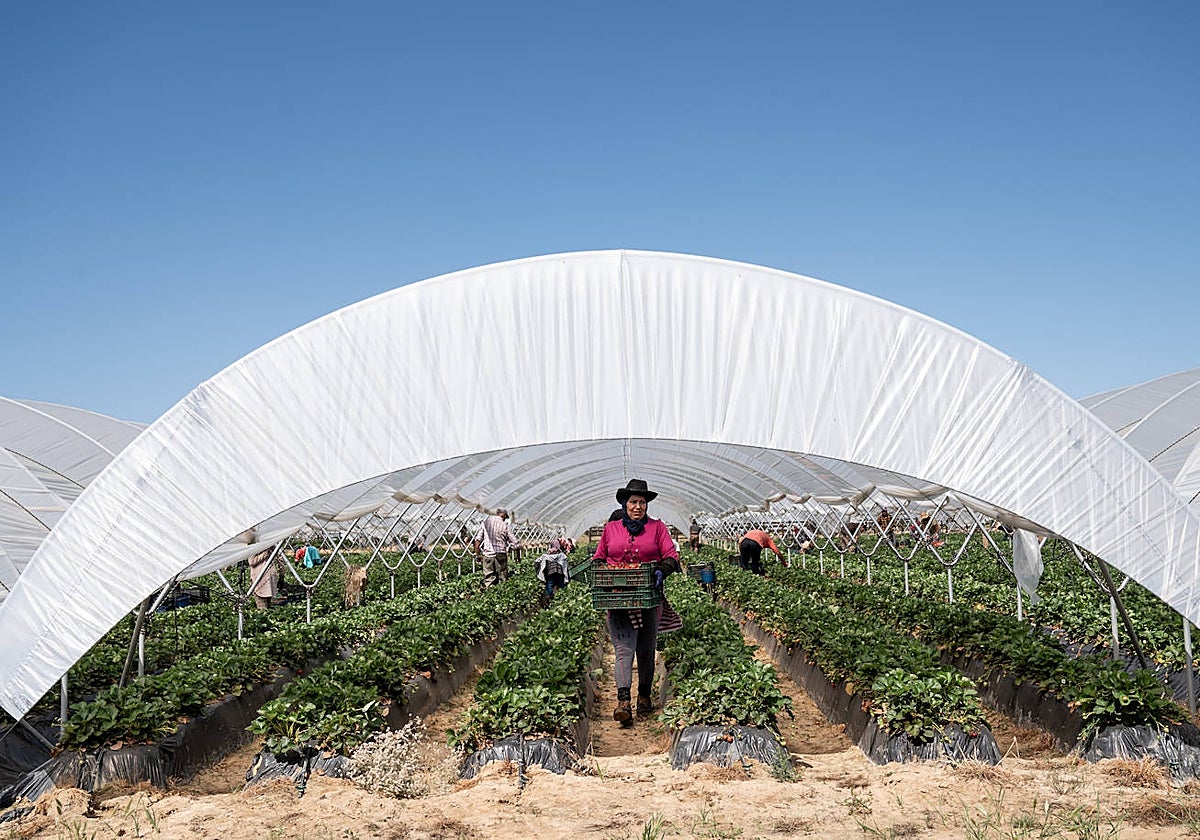 Recogida de fresas en Huelva