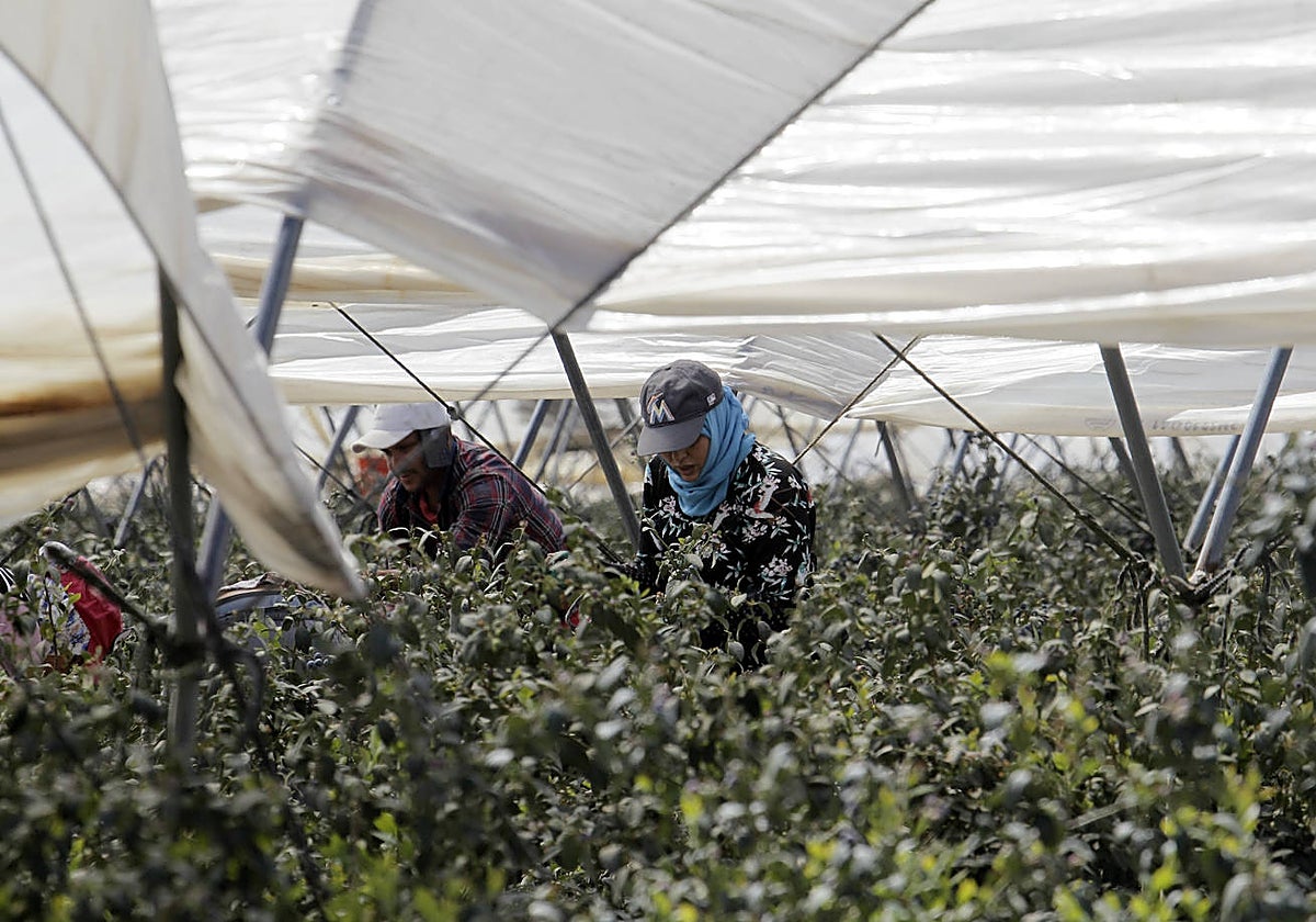 Cultivo de fresas en el entorno de Doñana