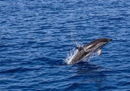 Día Mundial de los Óceanos: España es el país de Europa con más delfines en cautiverio