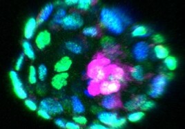 Embriones humanos sin óvulos ni esperma: un revolucionario avance científico abre la puerta a la polémica