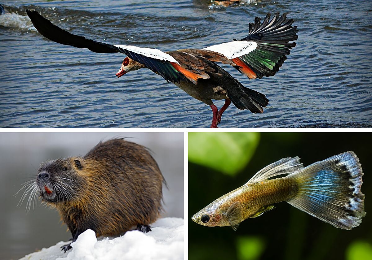 El cambio climático va «a ponérselo más fácil» a las especies más acostumbradas a estas situaciones extremas