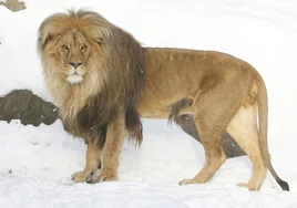 Un león se come a una cebra en el zoo de Leipzig y escandaliza a los alemanes