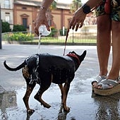 Cómo prevenir y actuar ante golpes de calor en nuestras mascotas