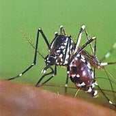 Aumentan «peligrosamente» los casos de dengue y fiebre del Nilo en el Mediterráneo