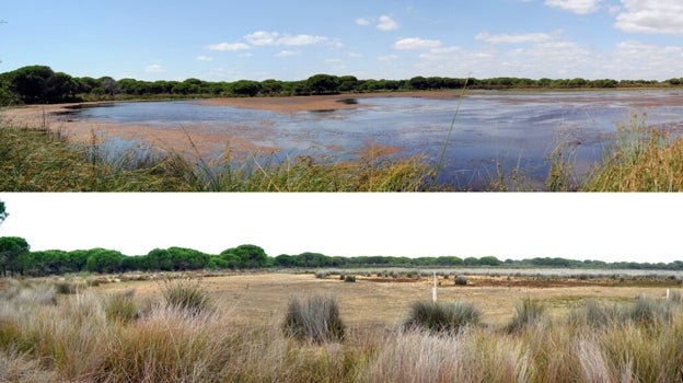 Fotos comparativas del Parque de Doñana de 2011 y 2022