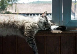¿Cómo evitar que el calor afecte a su gato?