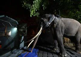 El elefante Sak Surin regresa a su Tailandia natal desde Sri Lanka tras sufrir malos tratos