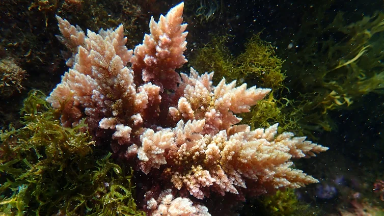 'Tropicalización' del Mediterráneo: una alga del Índico, altamente invasora, amenaza con colonizar el litoral