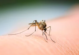 ¿Por qué los mosquitos pican más a la gente que suda mucho o bebe cerveza?