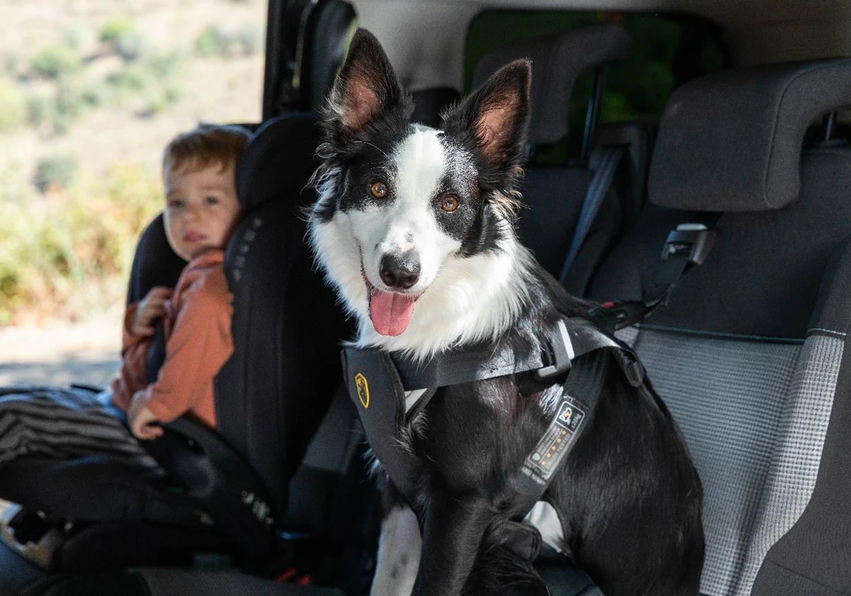 Por estos motivos tienes que sujetar correctamente a tu perro cuando viajes  en coche