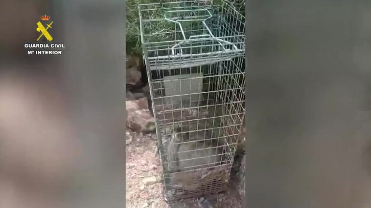 Rescatan a un ejemplar de gato montés atrapado en una jaula en Pinarejo