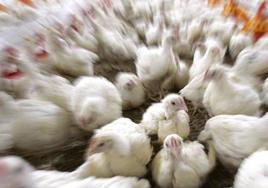La OMS advierte del riesgo para los humanos de los brotes de gripe aviar en animales, después de diagnosticarse dos casos nuevos en Reino Unido