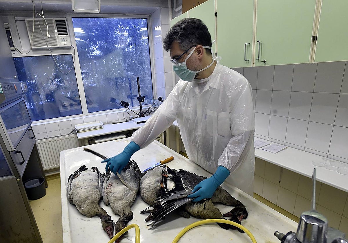 Un operario de laboratorio disecciona especies fallecidas a causa de la gripe aviar