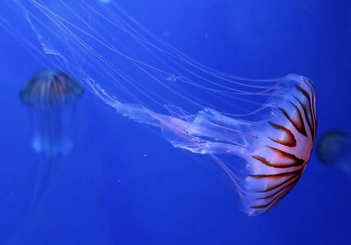 Imagen de medusas en el mar tomada de archivo
