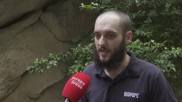 Helados para los primates de Bioparc para combatir el calor