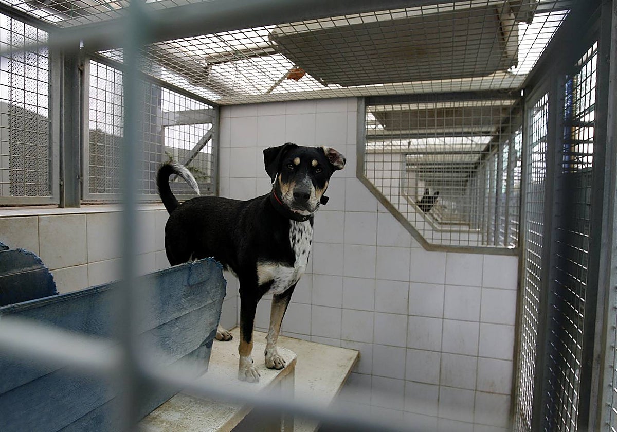 Un perro es abandonado en una perrera municipal de Barcelona