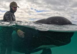 Mueren al menos 51 ballenas piloto tras varar en una playa de Australia