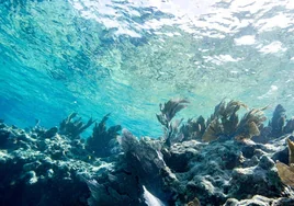 El océano en Florida registra temperaturas similares a las de un jacuzzi