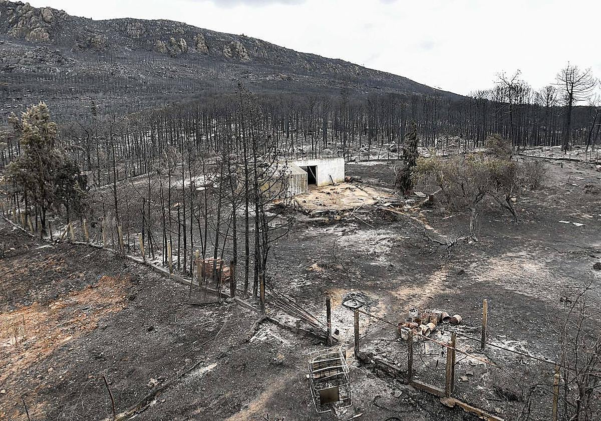 Una granja en la frontera entre Túnez y Argelia arrasada por las llamas