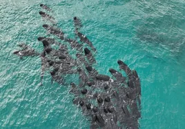 Casi cien ballenas mueren al quedarse encalladas en una playa de Australia