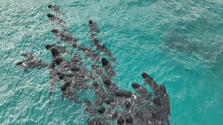 Casi cien ballenas mueren al quedarse encalladas en una playa de Australia