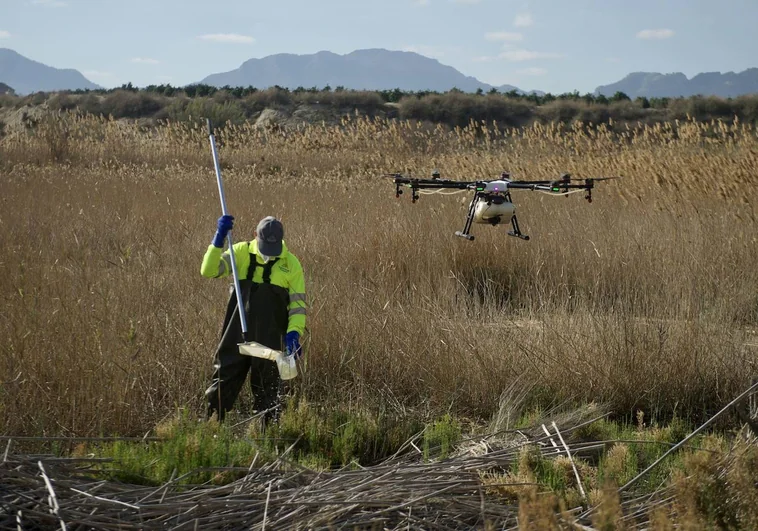 Labores de fumigación con drones en una zona estancada de la provincia de Murcia con alta densidad de mosquitos